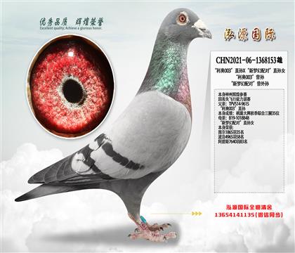 “利奥003”直孙X“新梦幻配对”直孙女