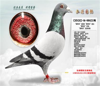 “基特尔”直孙X“基特尔”直女