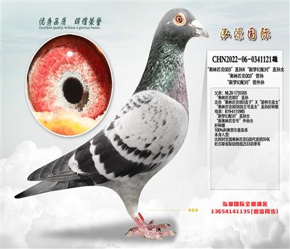 “奥林匹克003”直孙X“新梦幻配对”直孙女