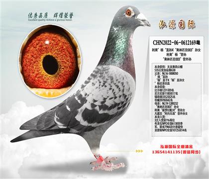 天龙公棚加站赛638 利奥”杨“直孙X“奥林匹克003”孙女