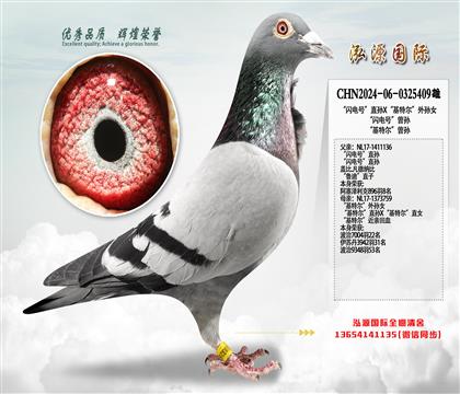 “闪电号”直孙X“基特尔”外孙女