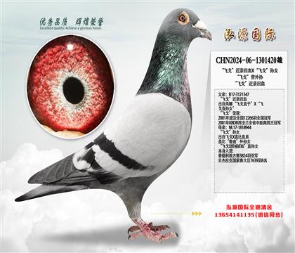 “飞戈”近亲回血X“飞戈”孙女