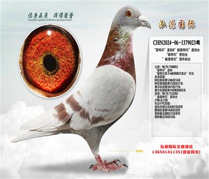 “基特尔”直孙X”新基特尔”直孙女