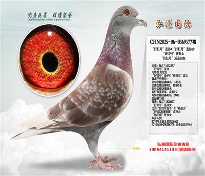 “好红号”直孙X“好红号”直孙女