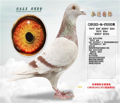 “好红号”直孙X”新基特尔”直孙女