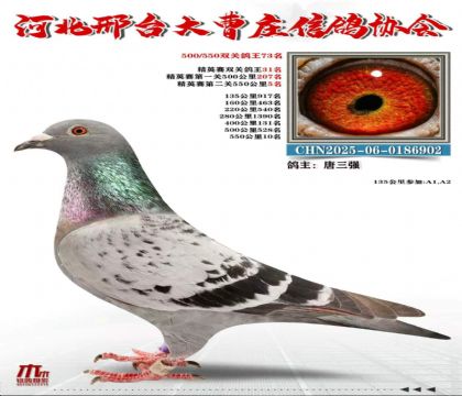��Ӣ��˫�ظ���31��