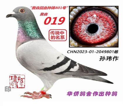 6号--詹森回血种鸽2049801雌