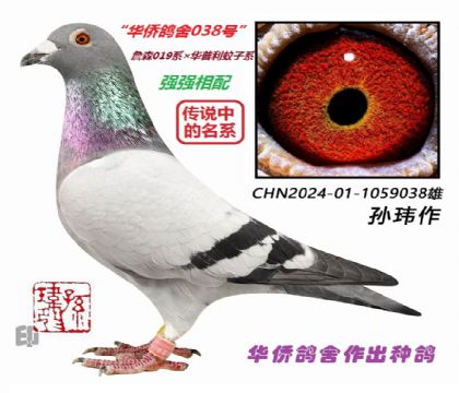 3号--詹森019系×华普利蚊子系种鸽1059038雄