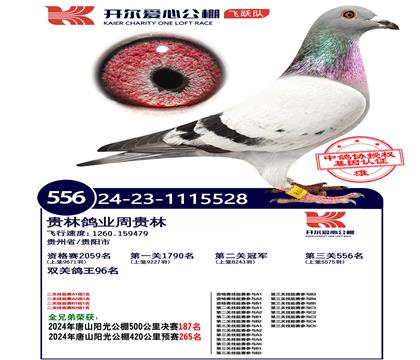 父:开尔公棚冠军