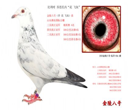 1, 比利时 乔思托内“花 飞奴”