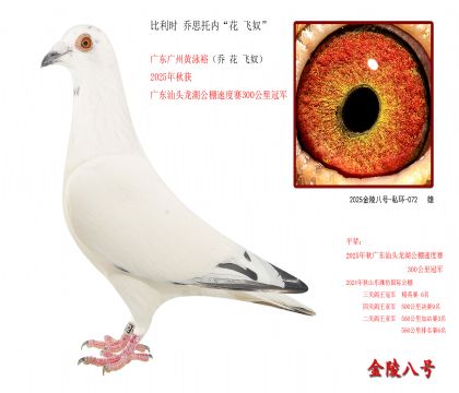 2, 比利时 乔思托内“花 飞奴”