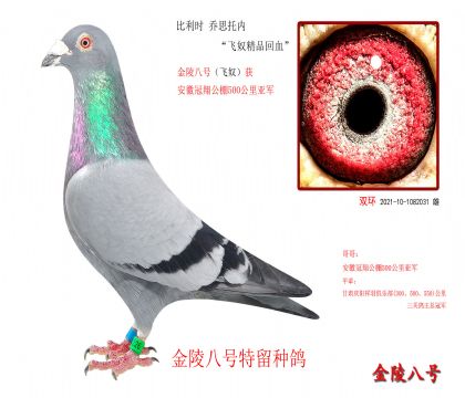 4,比利时 乔思托内“飞奴精品回血”