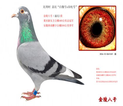 5,比利时 盖比“白腹号x闪电号”