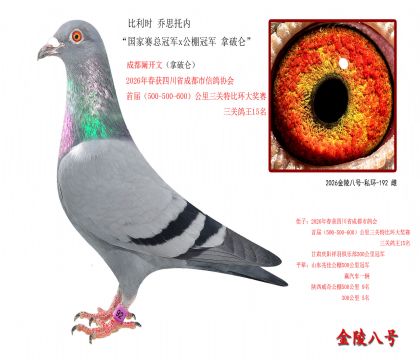 7, 比利时 乔思托内“国家赛总冠军x公棚冠军 拿破仑”