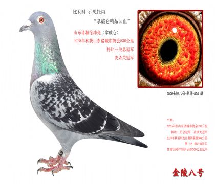 8,比利时 乔思托内“拿破仑精品回血”
