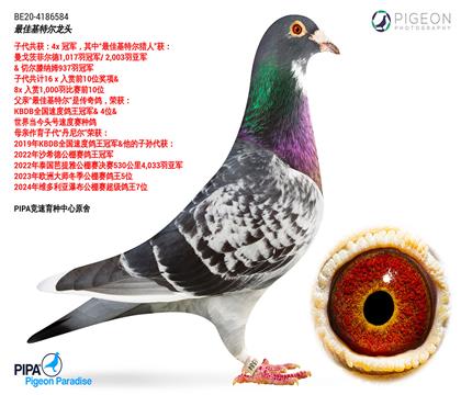 拍卖鸽之父