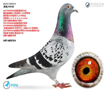 拍卖鸽之父