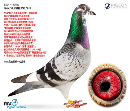 拍卖鸽之父