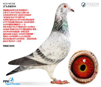 拍卖鸽之父
