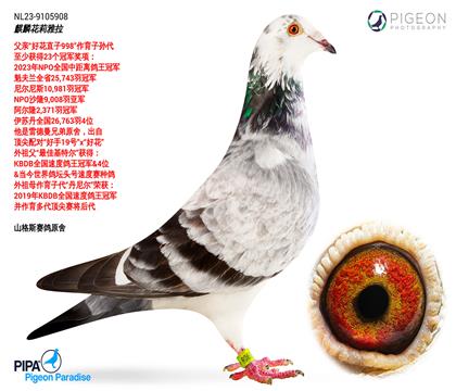 拍卖鸽之母