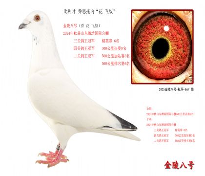 1, 比利时 乔思托内“花 飞奴”