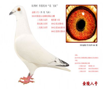 2,比利时 乔思托内“花 飞奴”