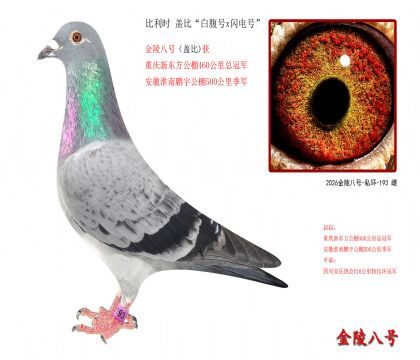 4,比利时 盖比“白腹号x闪电号”