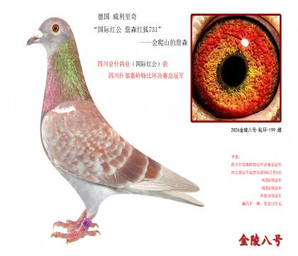 5,德国 威利里奇“国际红公 詹森红狐731”-会爬山的詹森