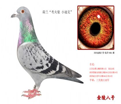 6,荷兰“考夫曼 小迪克”