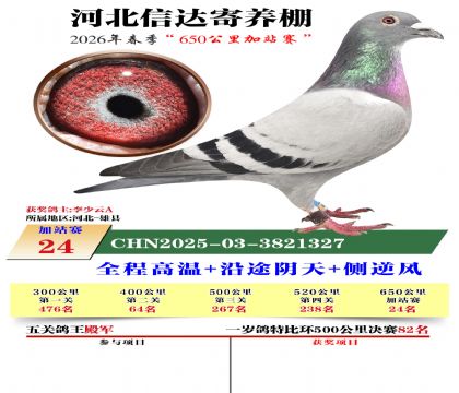 河北信达加站赛24名