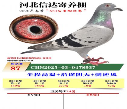河北信达加站赛87名