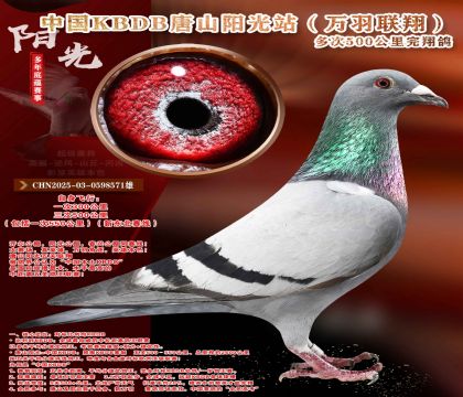 中国KBDB多次500公里完翔鸽精选!