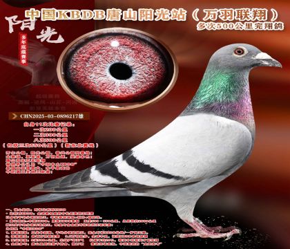 中国KBDB多次500公里完翔鸽精选!