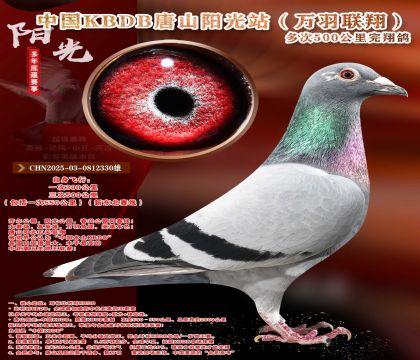 中国KBDB多次500公里完翔鸽精选!