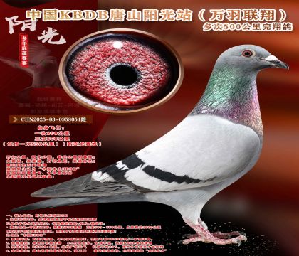 中国KBDB多次500公里完翔鸽精选!