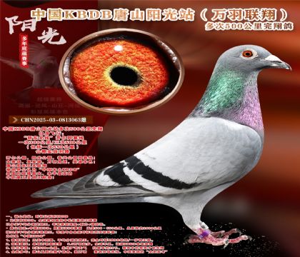 中国KBDB多次500公里完翔鸽精选!