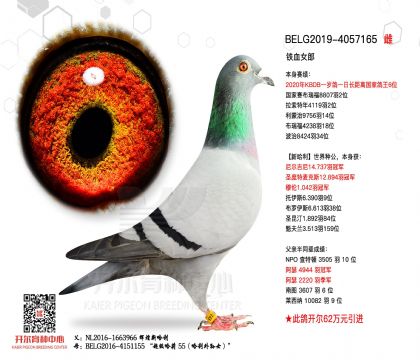 2母亲BELG2019-4057165