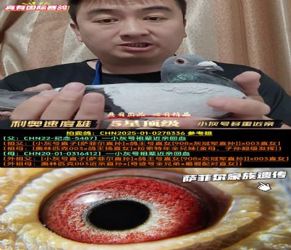 《绝对有速度》小灰号多重近亲