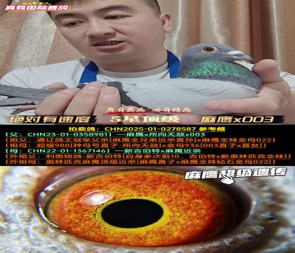 《绝对有速度》麻鹰x003