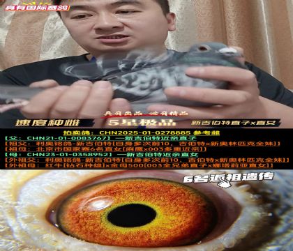 《速度种雌》新吉伯特直子x直女