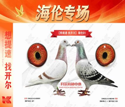 “想提速 找开尔”海伦01