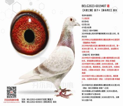 3.父亲BELG2023-6019407