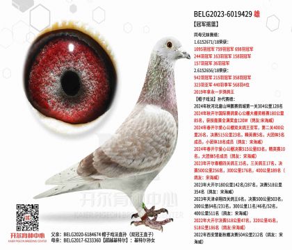 3.父亲BELG2023-6019429