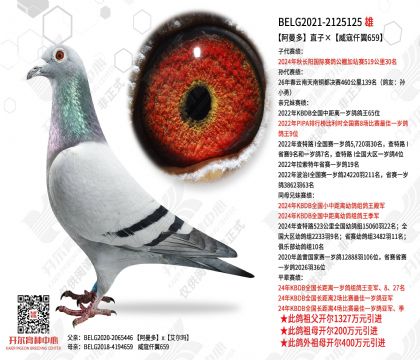 阿曼多直子×威寇仟翼659