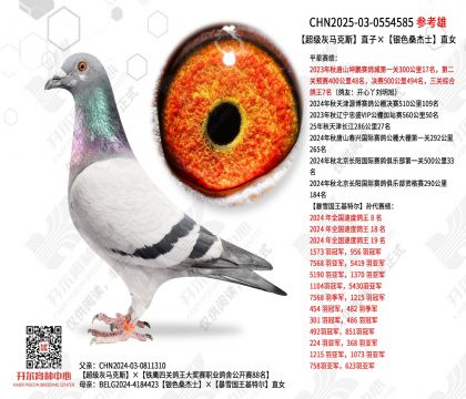 超级灰马克斯直子×银色桑杰士直女