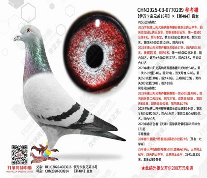 伊万卡亲兄弟16号×新484直女