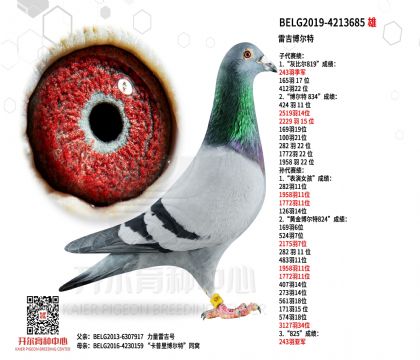 2父亲BELG2019-4213685