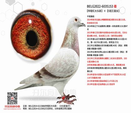3父亲BELG2022-6035153