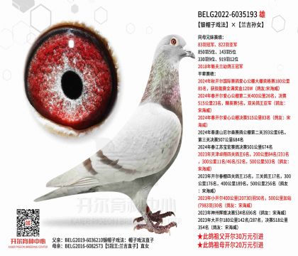 3父亲BELG2022-6035193