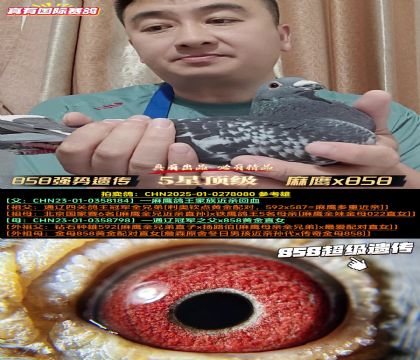 《858强势遗传》麻鹰x858